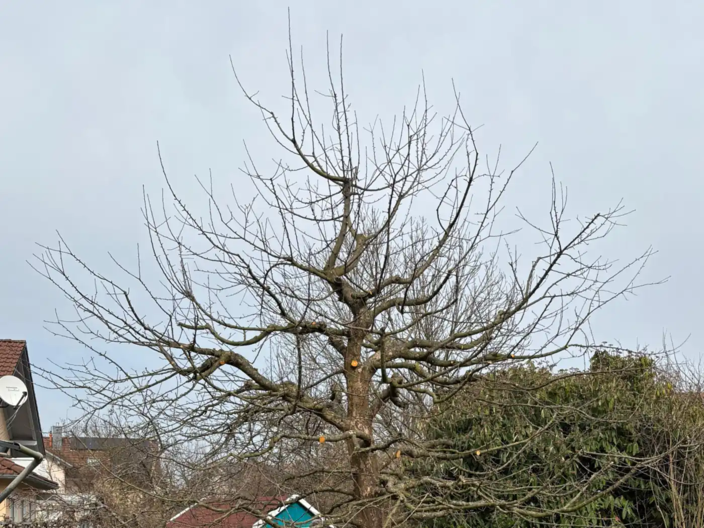 Obstbaum nach dem Schnitt, die Krone ausgelichtet und offen