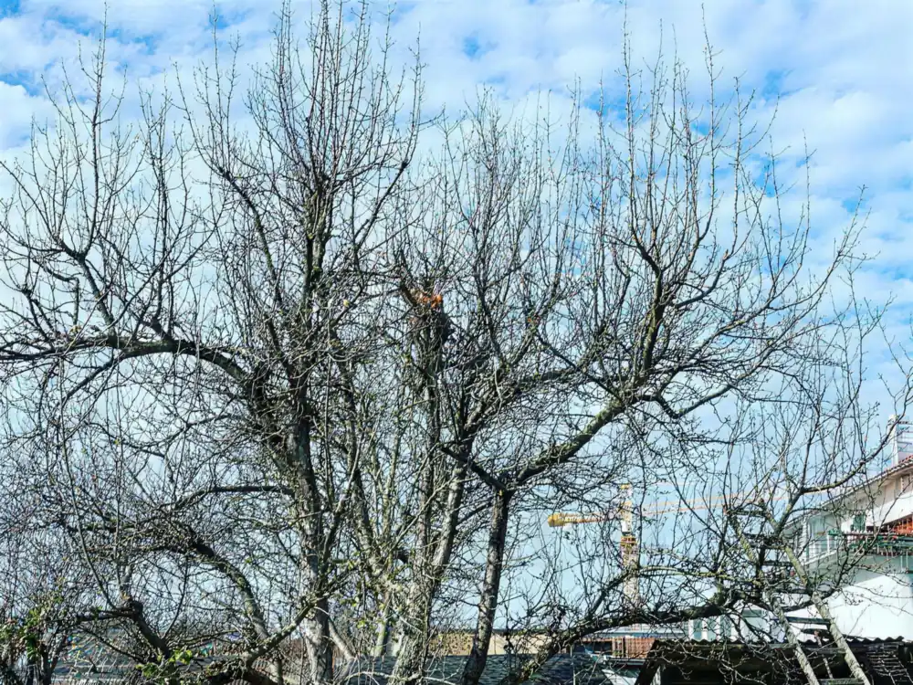 Obstbaum vor dem Schnitt, die Krone dicht und ungeordnet